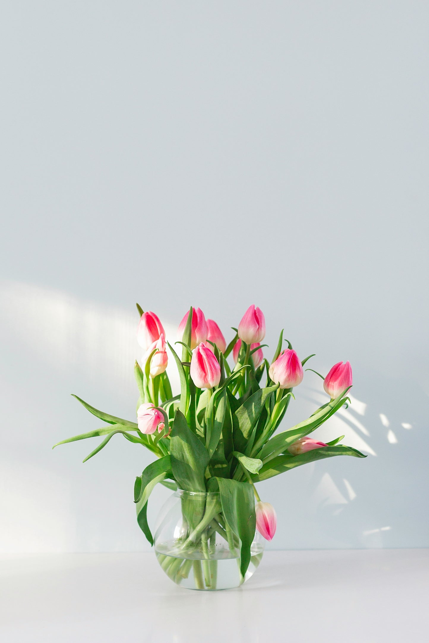 Kiss of Tulips