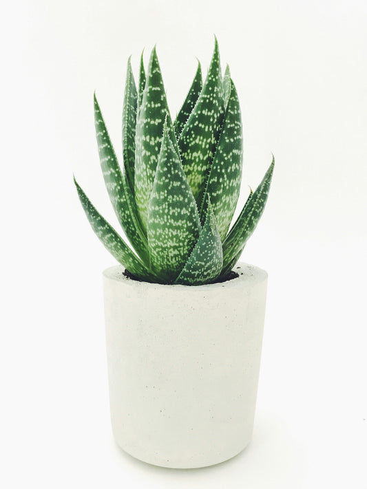 Pointy Plant